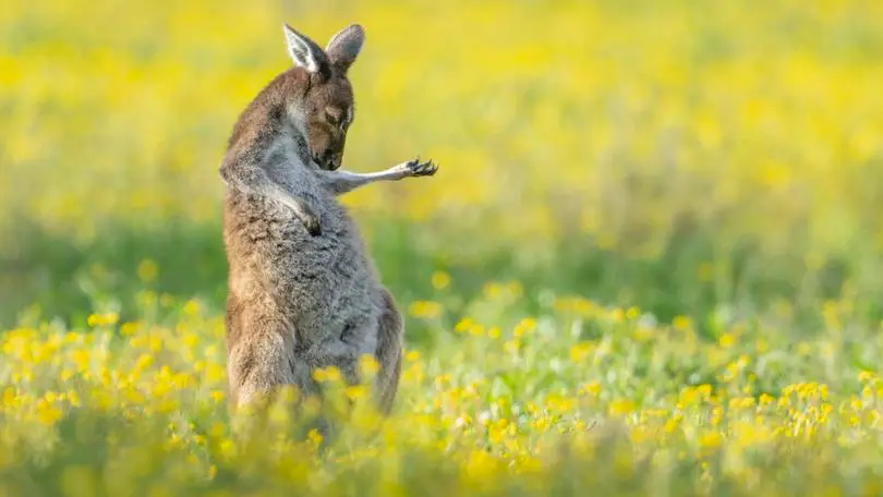 6 Best Places to See Kangaroos in Perth: