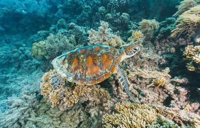 turtle posing in the coral reef in Ningaloo Western Australia