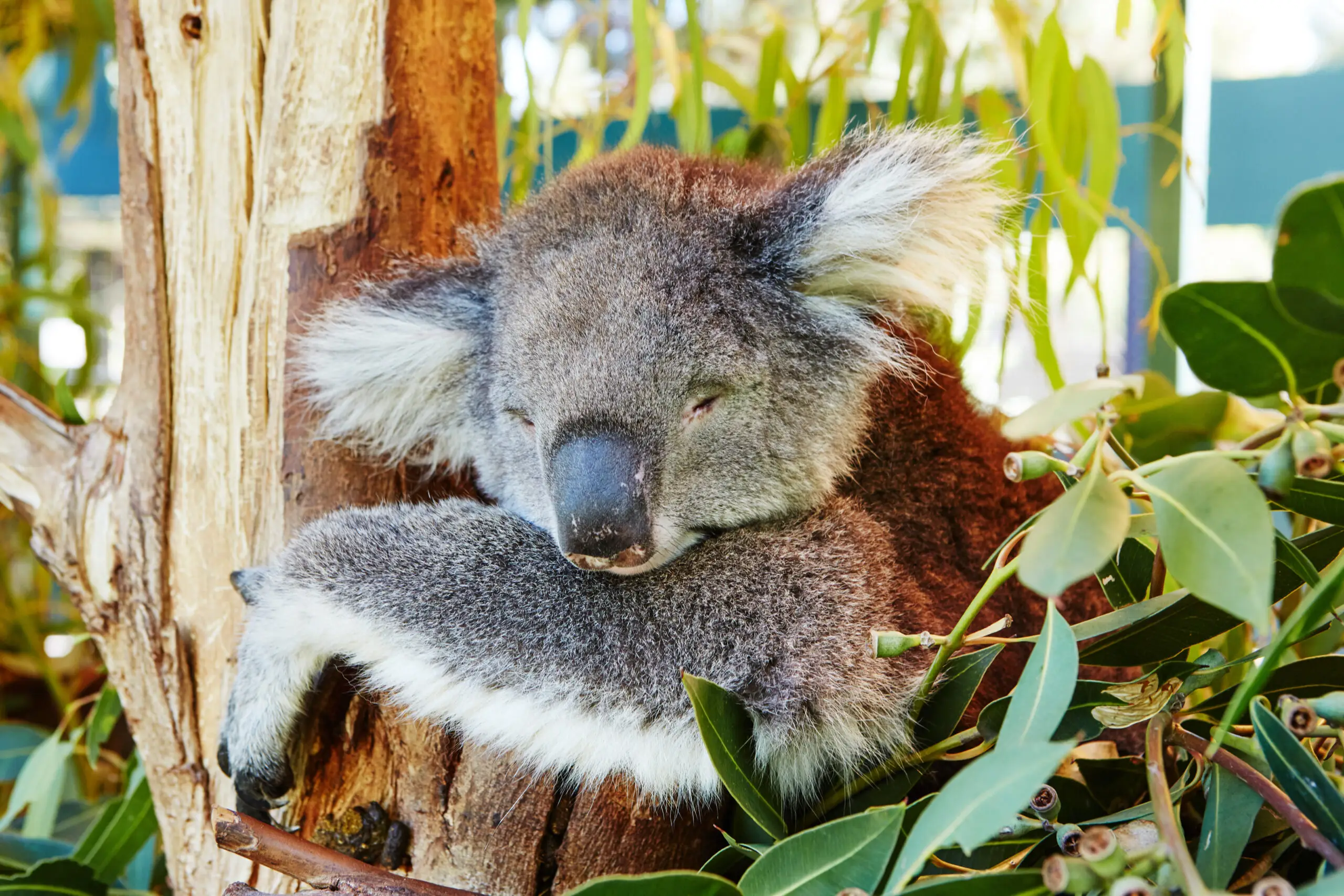 Best Day Trips From Perth, Western Australia